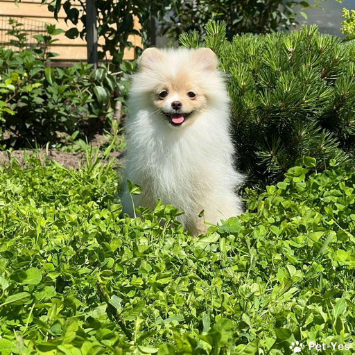 Изображение питомца