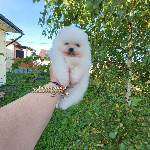 Изображение питомца