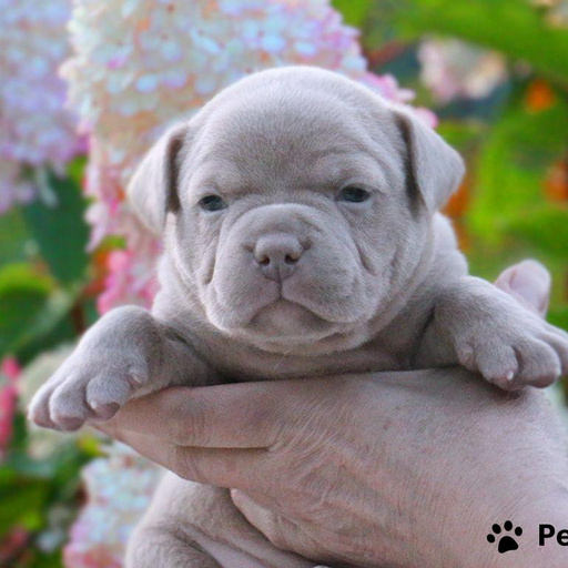 Изображение питомца