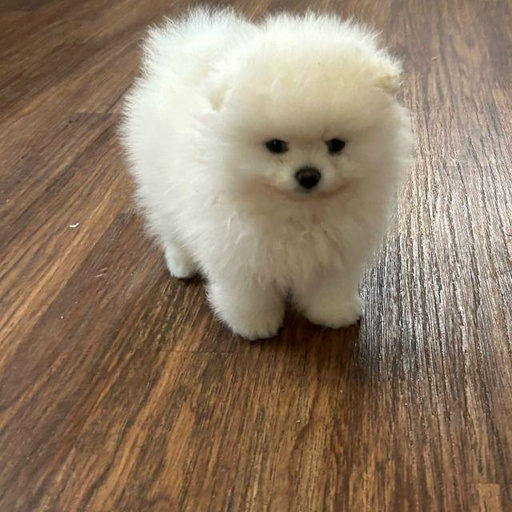 Изображение питомца