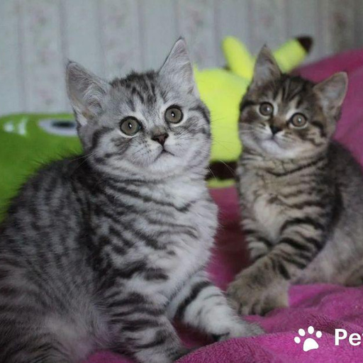 Изображение питомца