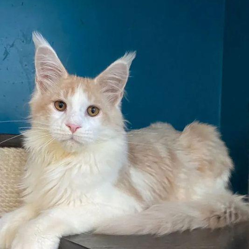 Изображение питомца