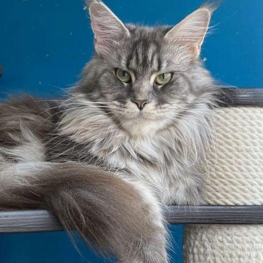 Изображение питомца