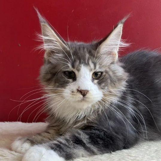 Изображение питомца