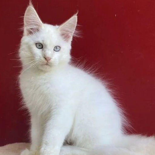 Изображение питомца