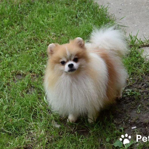 Изображение питомца