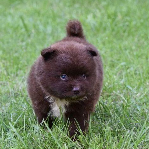 Изображение питомца