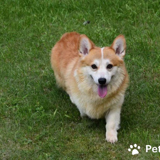 Изображение питомца