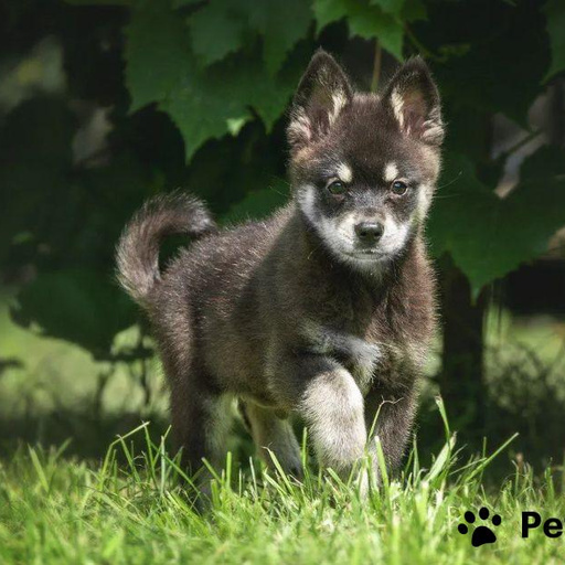 Изображение питомца