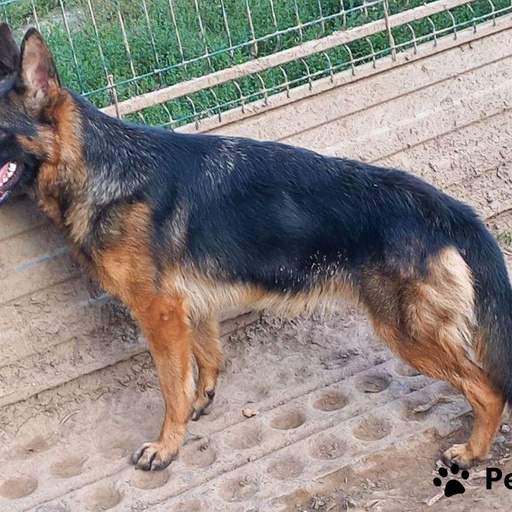 Изображение питомца