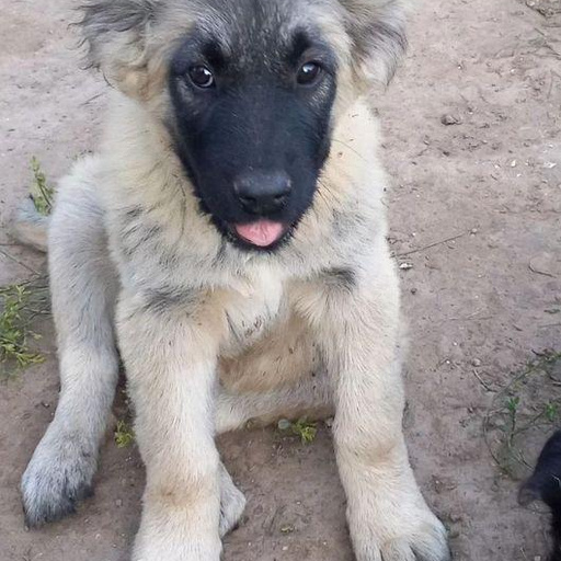 Изображение питомца