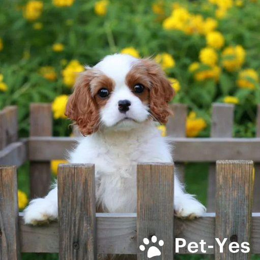 Изображение питомца