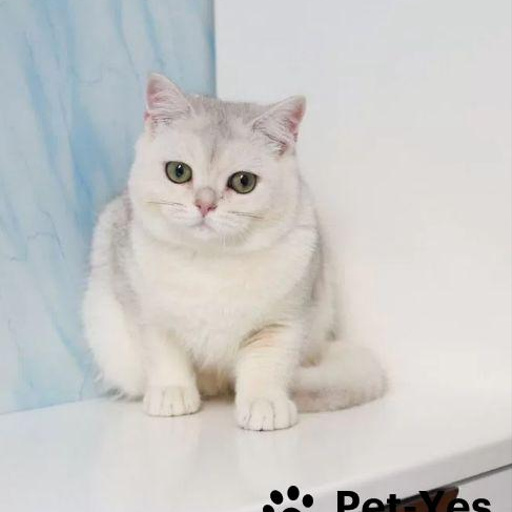 Изображение питомца