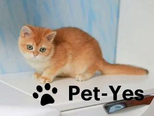 Изображение питомца