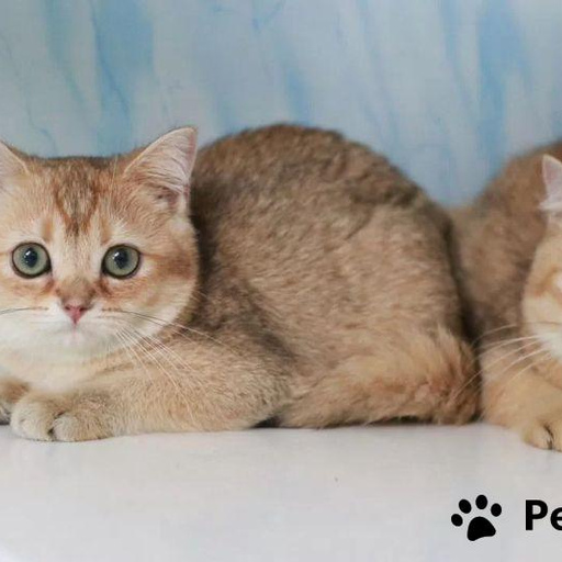 Изображение питомца