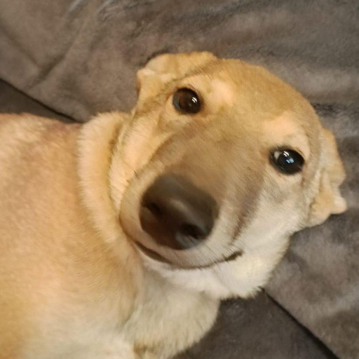 Изображение питомца