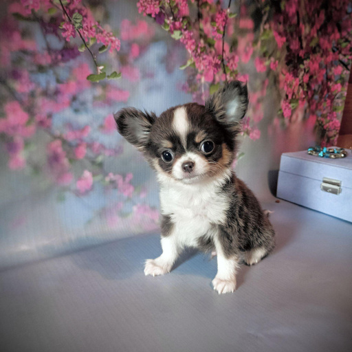 Изображение питомца