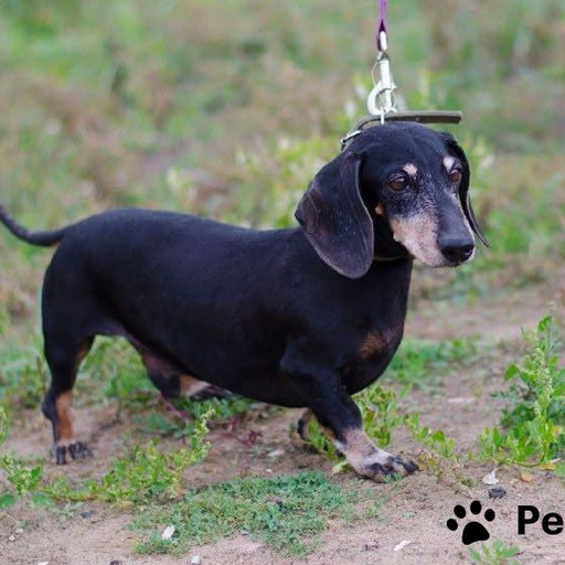 Изображение питомца