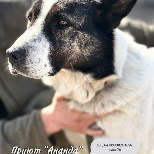 Изображение питомца