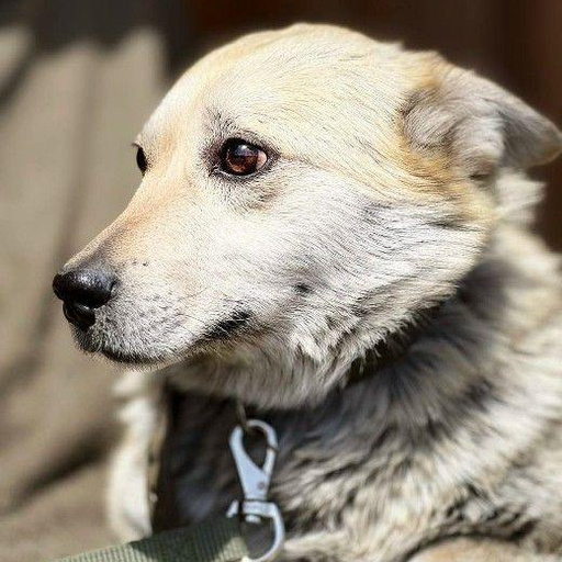 Изображение питомца