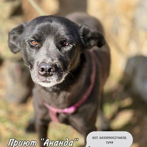 Изображение питомца