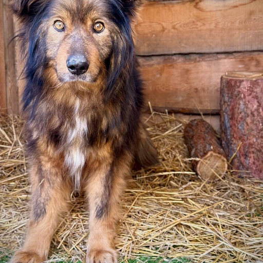 Изображение питомца