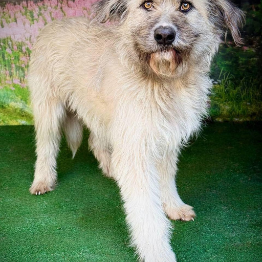 Изображение питомца