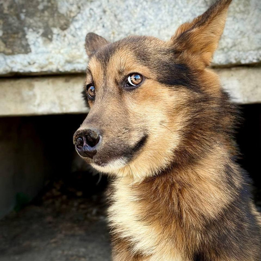 Изображение питомца