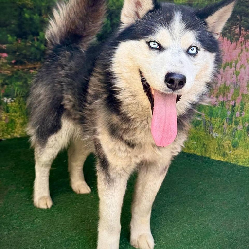 Изображение питомца