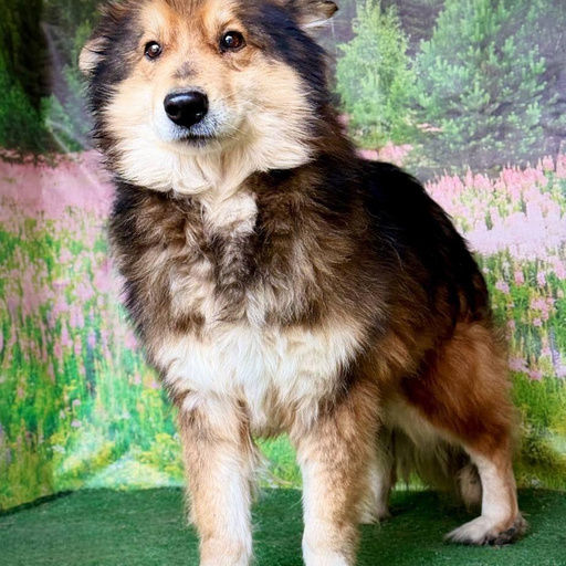 Изображение питомца