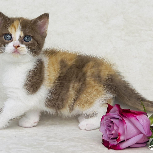 Изображение питомца