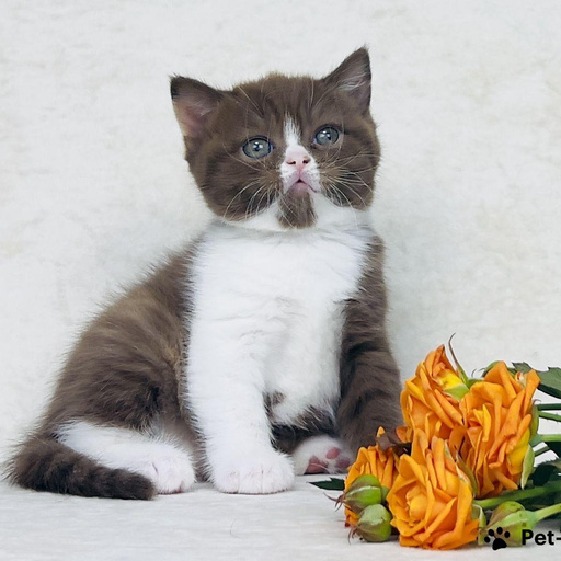 Изображение питомца