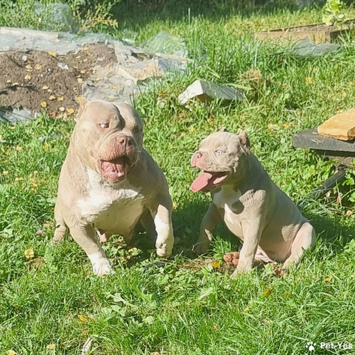 Изображение питомца