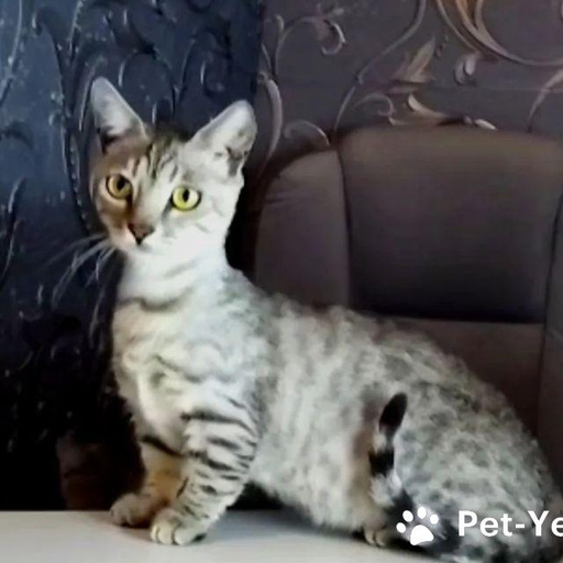 Изображение питомца