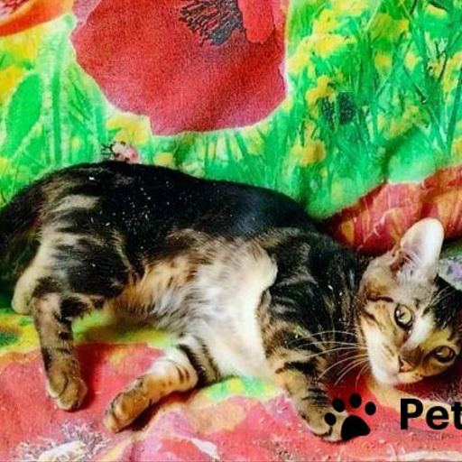 Изображение питомца