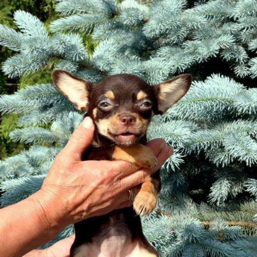 Изображение питомца