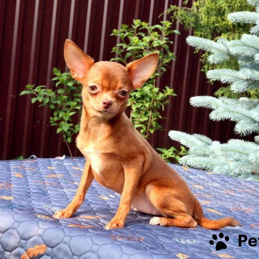 Изображение питомца