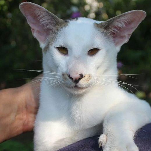 Изображение питомца