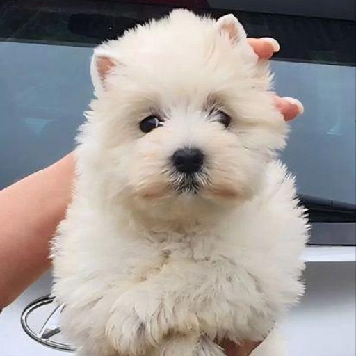 Изображение питомца