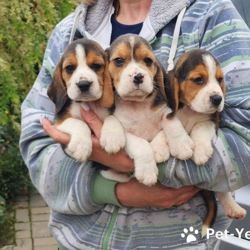 Изображение питомца