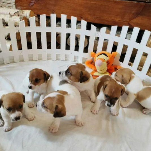 Изображение питомца