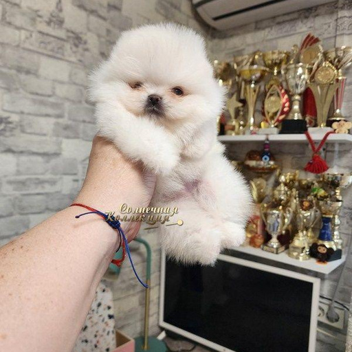 Изображение питомца