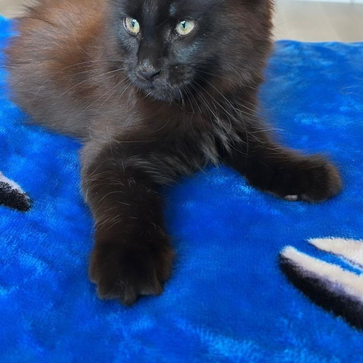 Изображение питомца