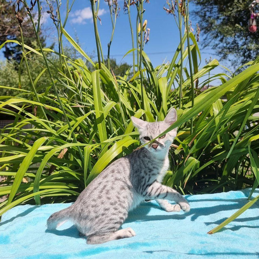 Изображение питомца