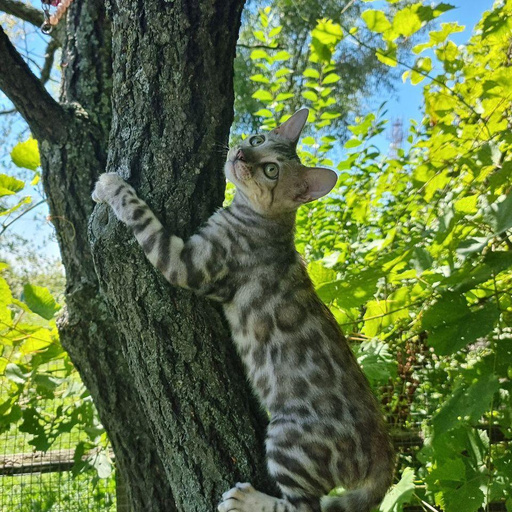 Изображение питомца