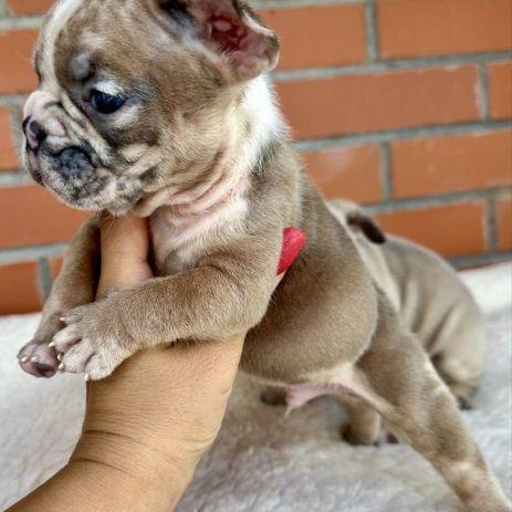 Изображение питомца