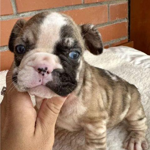 Изображение питомца