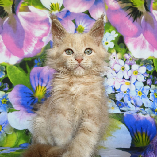 Изображение питомца