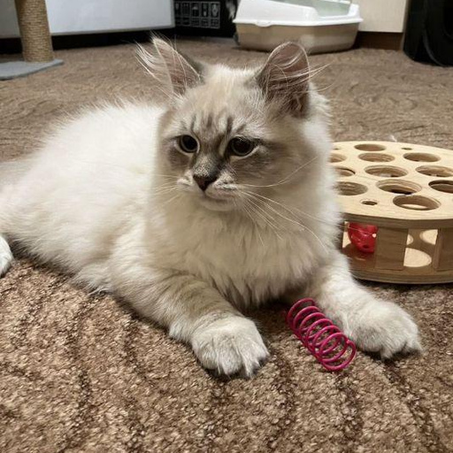 Изображение питомца