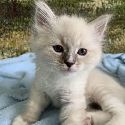 Изображение питомца